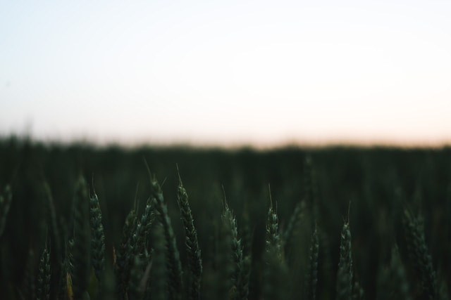 Farmer accessing KhetiHelp Blog